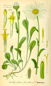 Illustration_Chrysanthemum_leucanthemum0